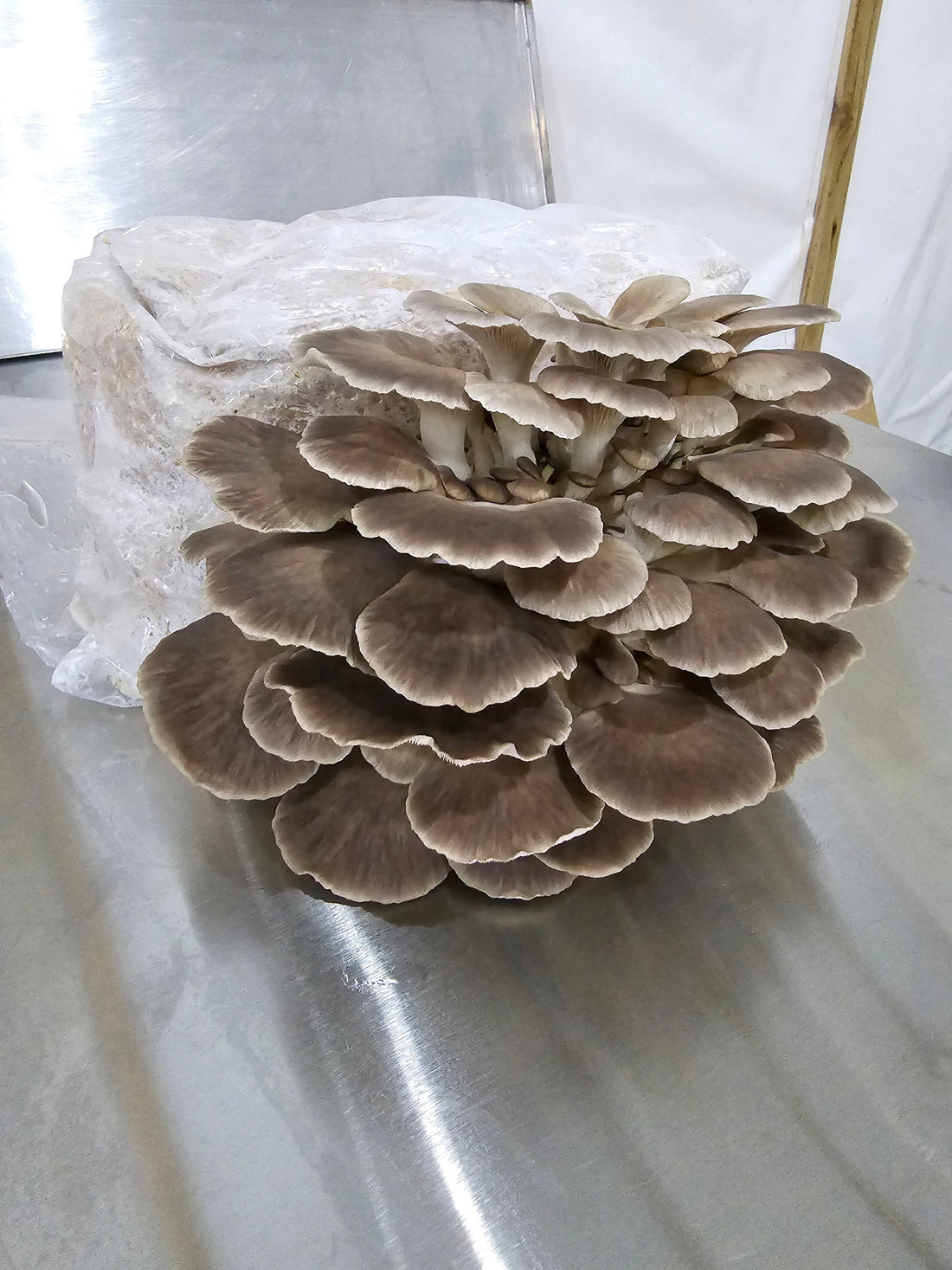 Italian Oyster Commercial Grow Kit