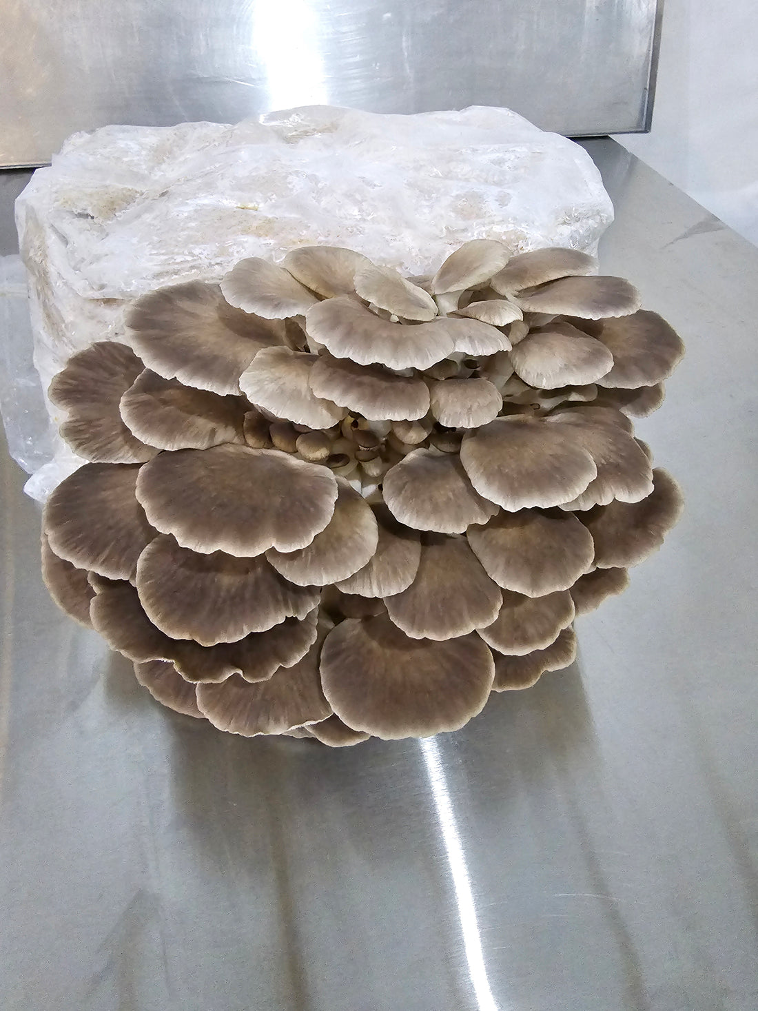 Italian Oyster Commercial Grow Kit