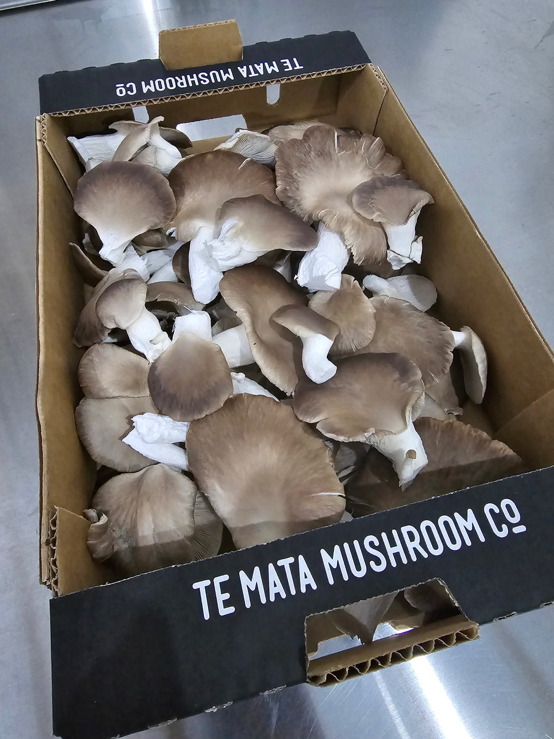 Italian Oyster mushroom 500grm box